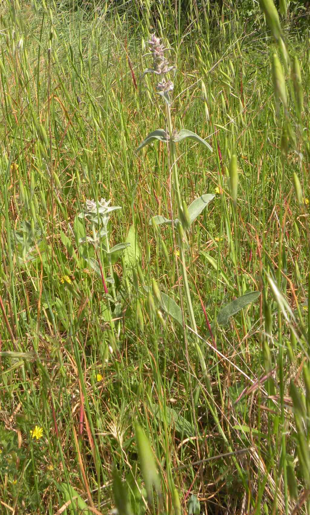 Dovrebbe essere Stachys thirkei